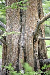 动视暴雪虽已开除数十人 但股东仍要求CEO行政休假